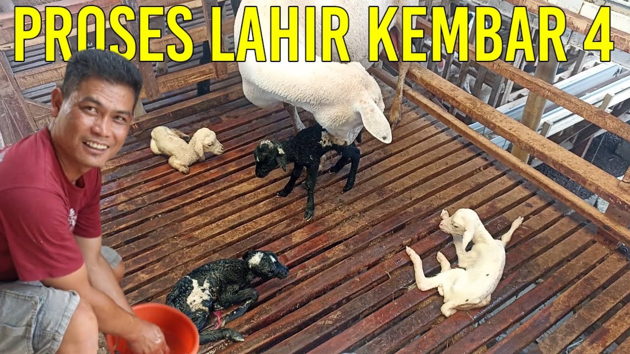 PROSES DOMBA LAHIR KEMBAR 4 DI KANDANG WEDHUS'E BAGUS | PEMULA WAJIB LIHAT VIDEO INI