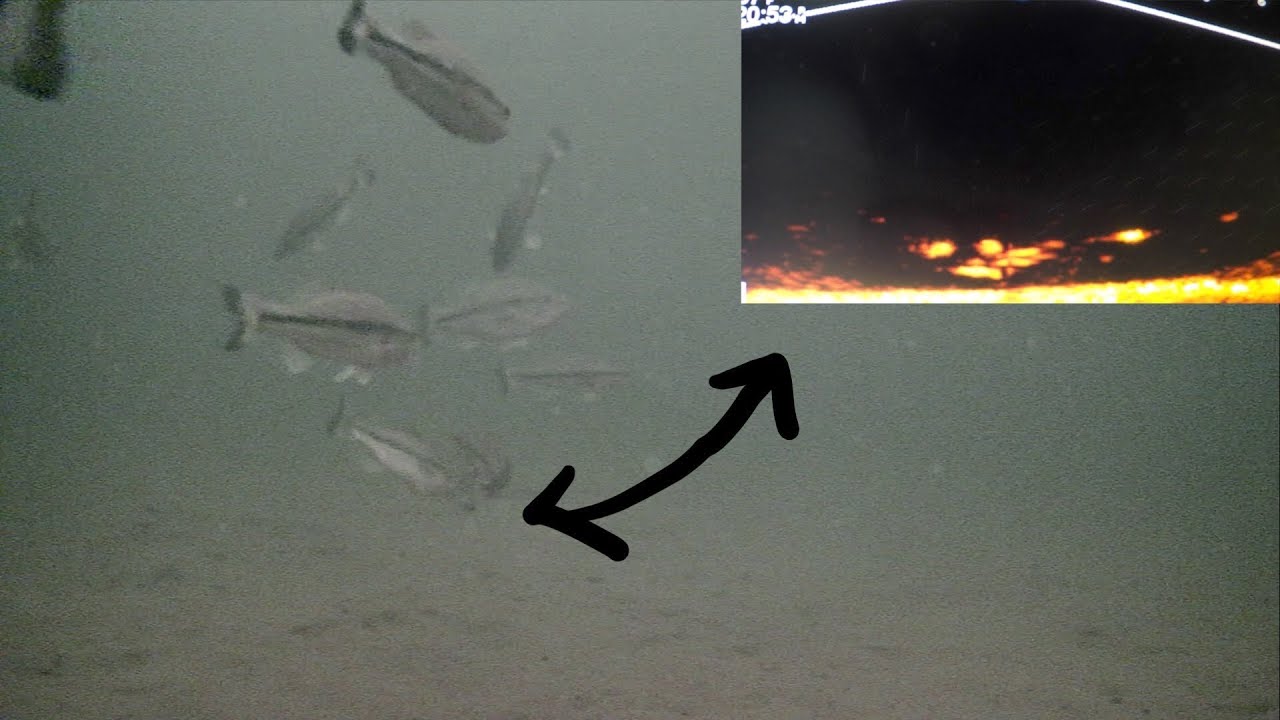Underwater livescope views
