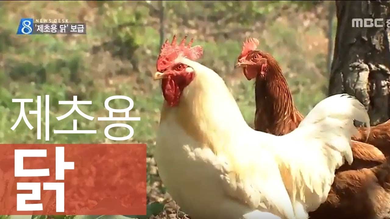 제초용 닭으로 친환경 밤 농사 ㅣweeding chickensㅣMBC충북NEWS
