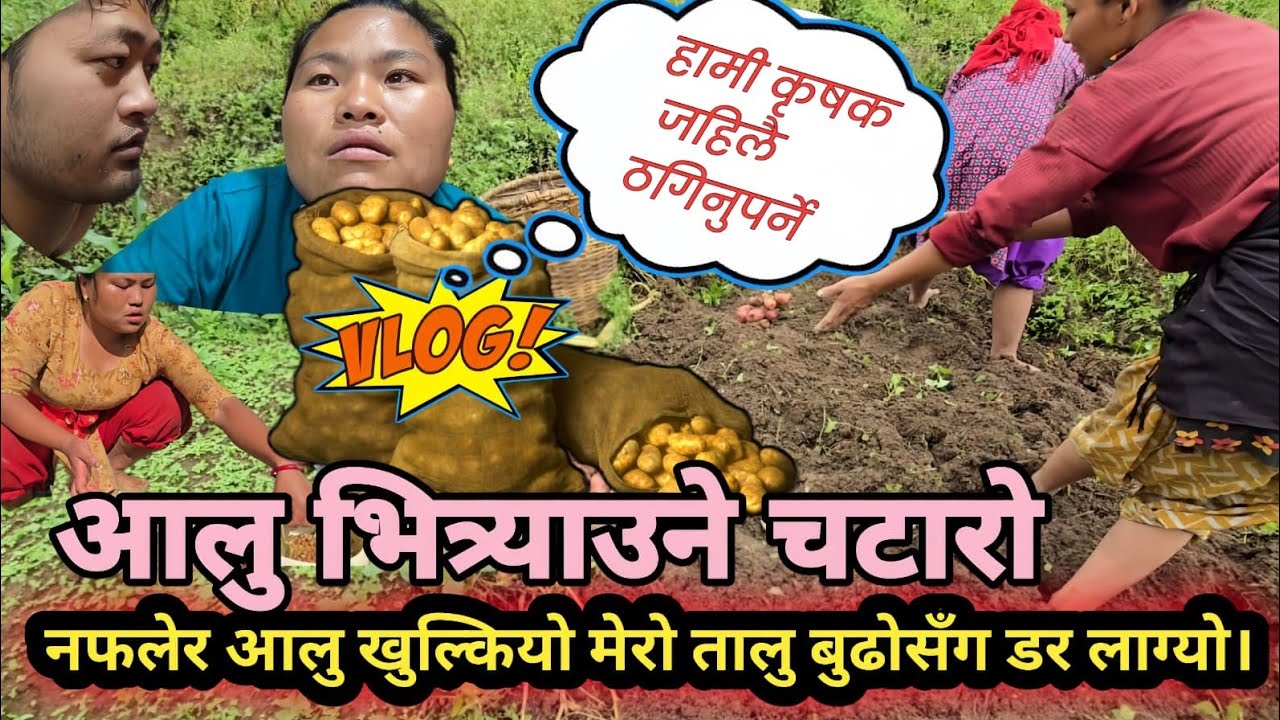 नफलेर आलु खुल्कियो मेरो तालु बुढोसँग डर लाग्यो। आलु भित्र्याउने धमाधम चटारो। हामी कृषक जहिले ठगिनु🔥