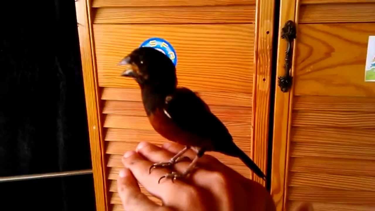 Trinidad Bullfinch 2014 - Needles sings while on hand