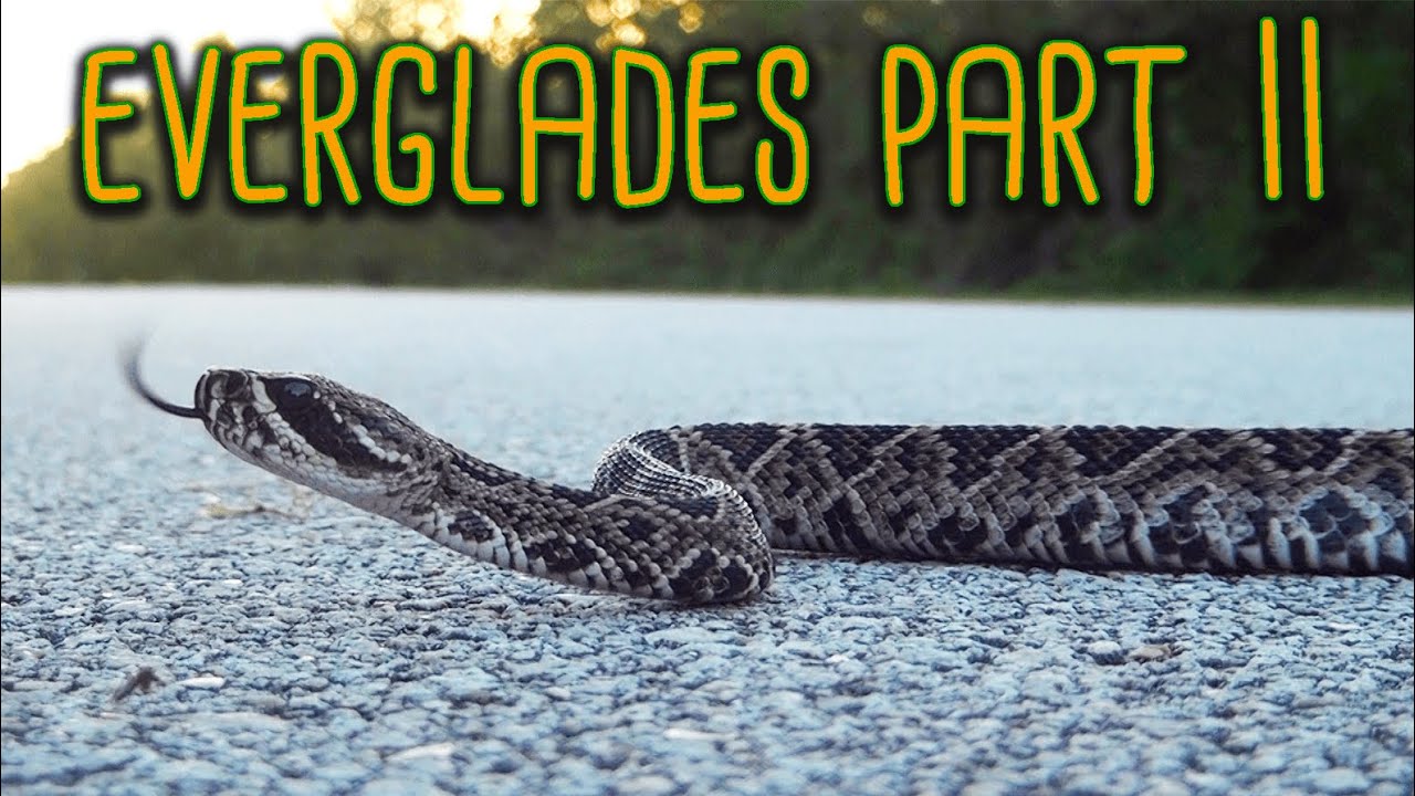 Herping South Florida. Everglades part 2