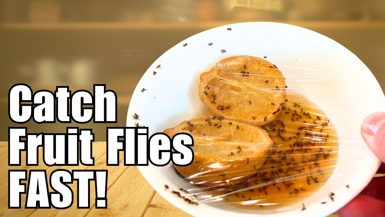 Secret to the Ultimate Fruit Fly Trap