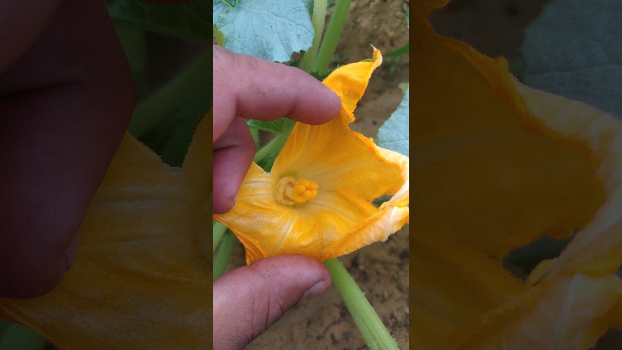 الفرق بين الزهرة المذكرة والمؤنثة في الكوسا