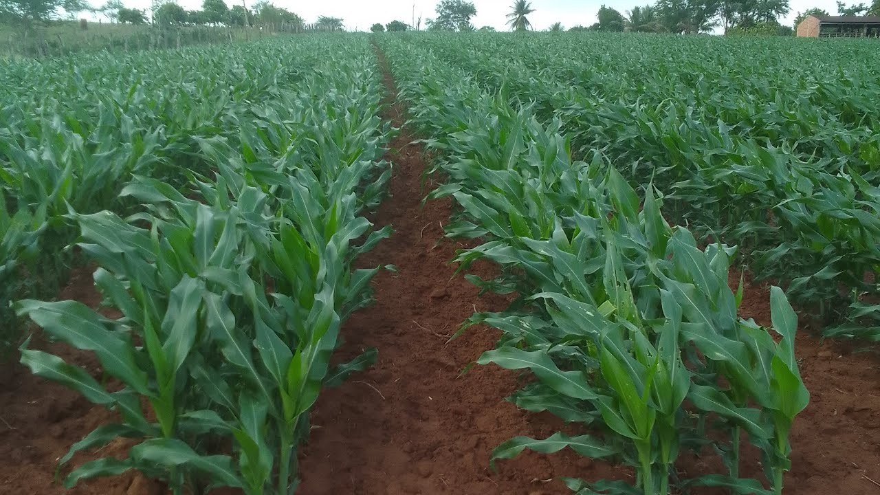Antes de plantar milho irrigado no gotejo ASSISTA  esse vídeo.