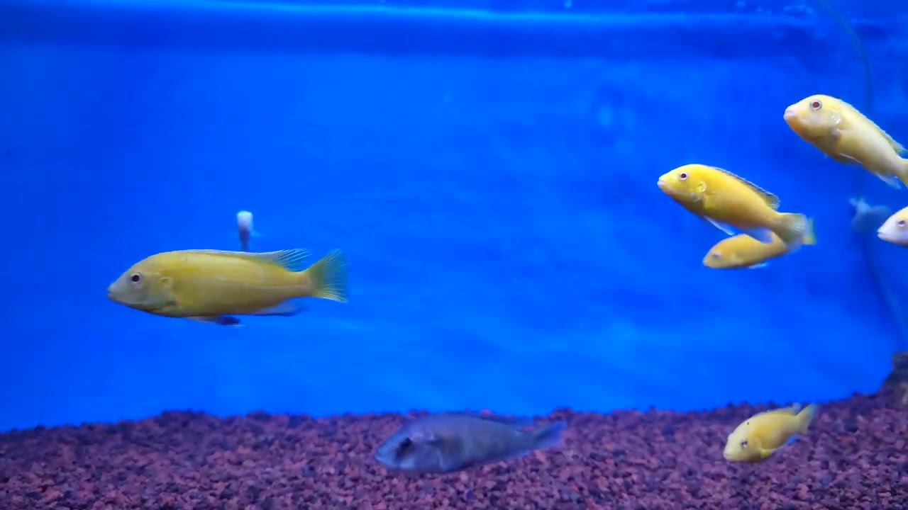african chiclid fish lemon bluemori electric blue #chiclid #siklid #freshwateraquarium
