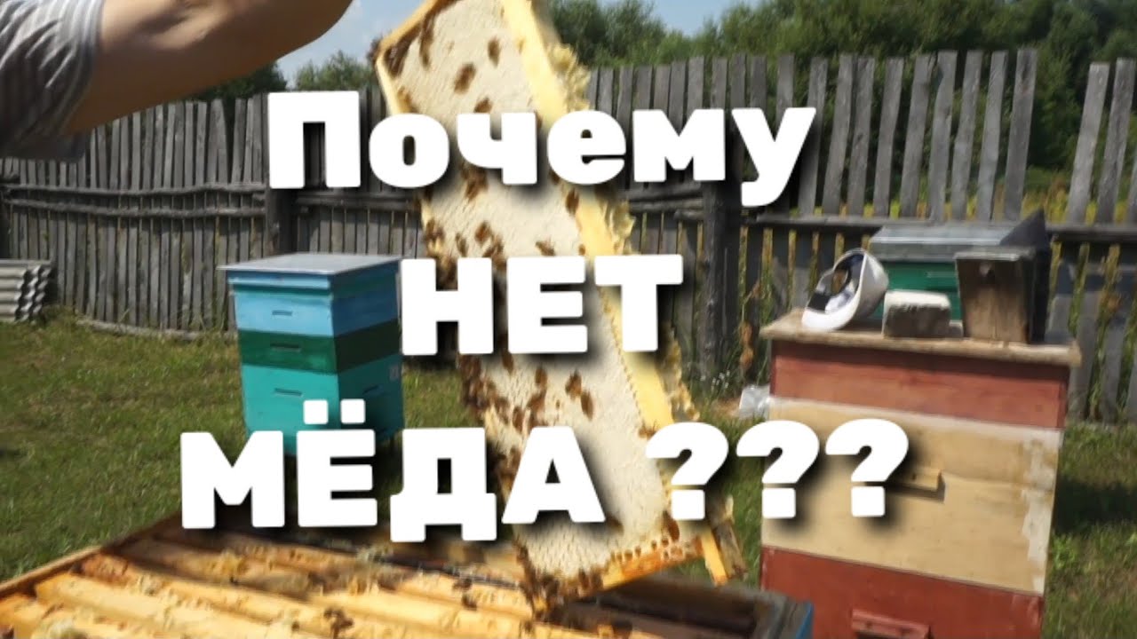 Почему у пчеловодов мёда нет?