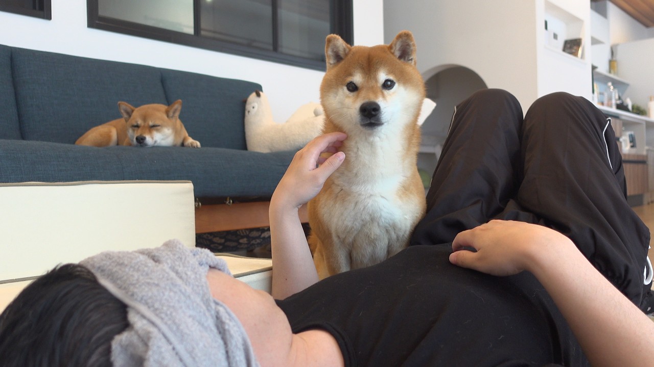 いつもと違うパパのそばから、柴犬は離れませんでした