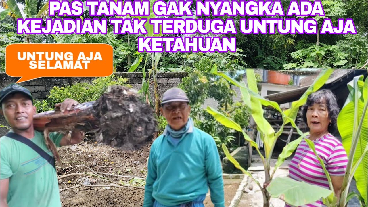 KEJADIAN TAK TERDUGA PAS MENANAM DI RUMAH MAK MI UNTUNG AJA KETAHUAN