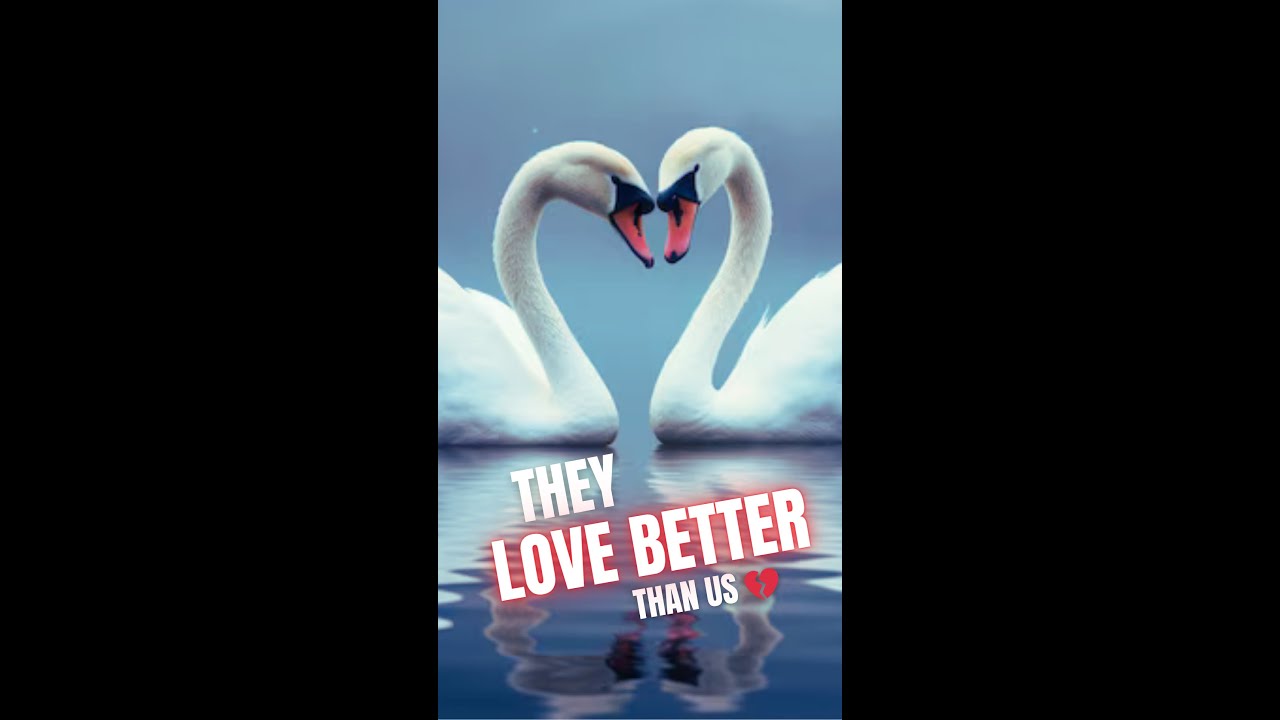 5 Animals LOVE HARDER Than Humans 💔| Swans, Wolves, Gibbons, French Angelfish, Albatrosses #shorts
