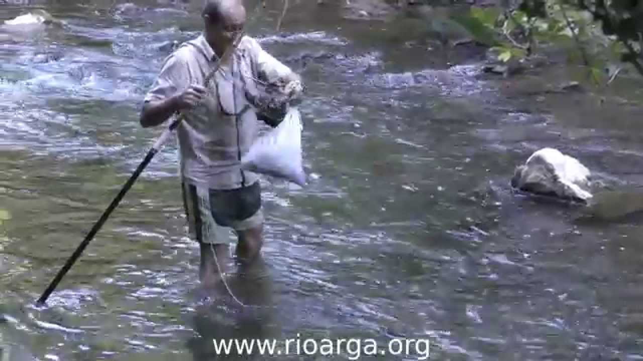 Pesca de cangrejos en el río Arga