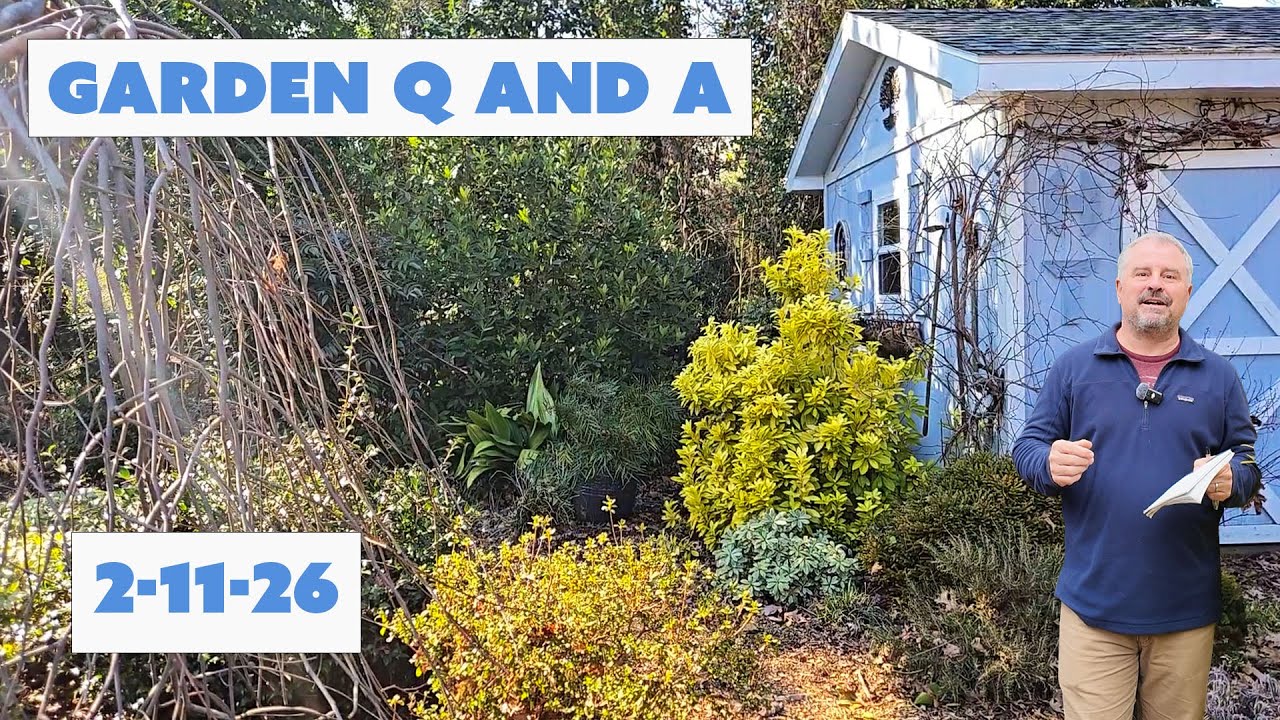 Midweek Garden Q&A: Salt Damage, Buds Swelling, Fertilizing & Hedge Pruning