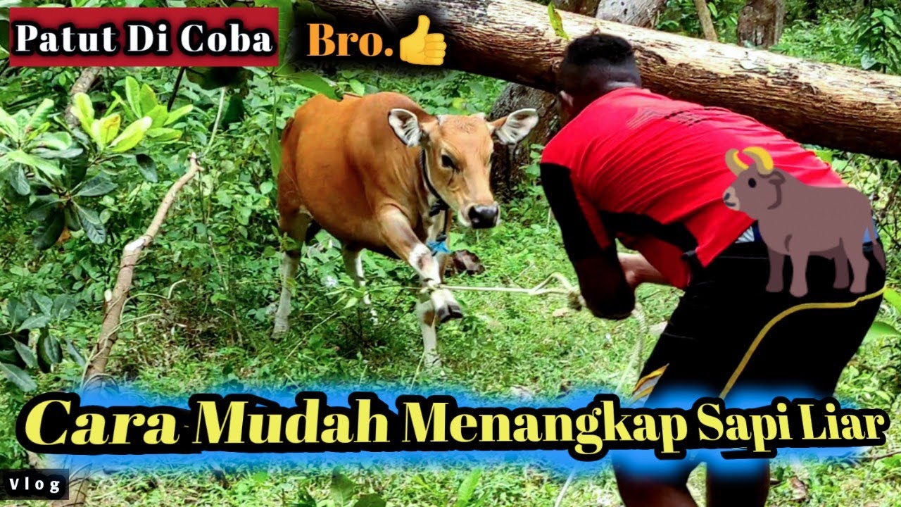 Cara Paling Mudah Dan Efektif Menangkap Sapi
