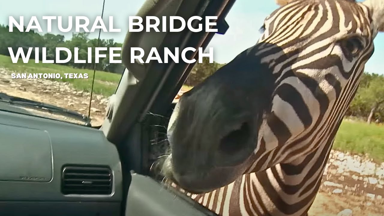 Feeding Zebras From My Car? 🦓 Natural Bridge Wildlife Ranch