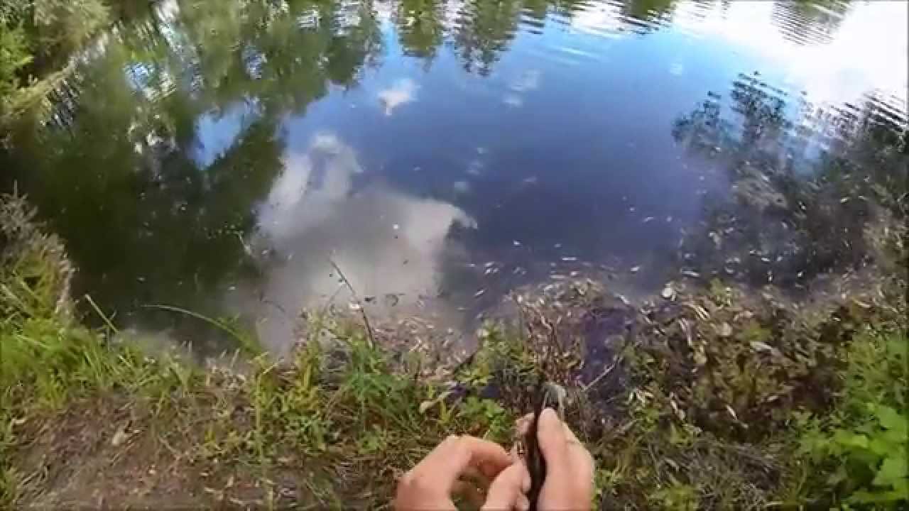 P&ecirc;che de la perche &agrave; la cuill&egrave;re