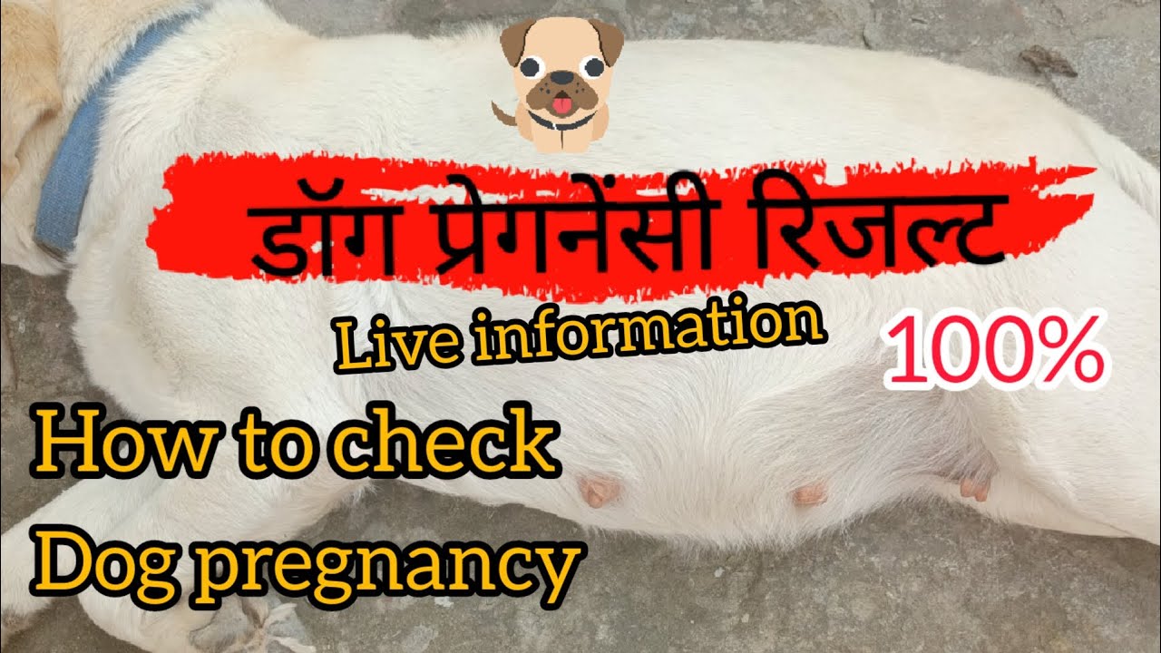 Day 45 ||आसानी से कैसे पता करें फीमेल डॉग प्रेग्नेंट हुई या नहीं| Easy way to check pregnancy in dog