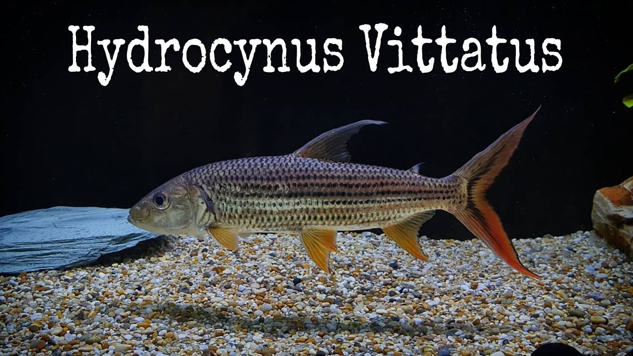 Vittatus Tiger Fish hydrocynus vittatus