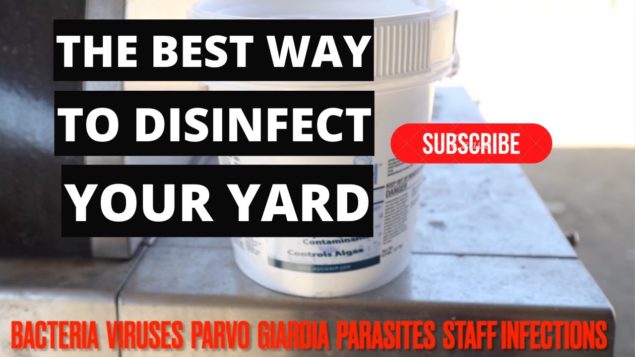 THE BEST WAY TO DISINFECT YOUR YARD