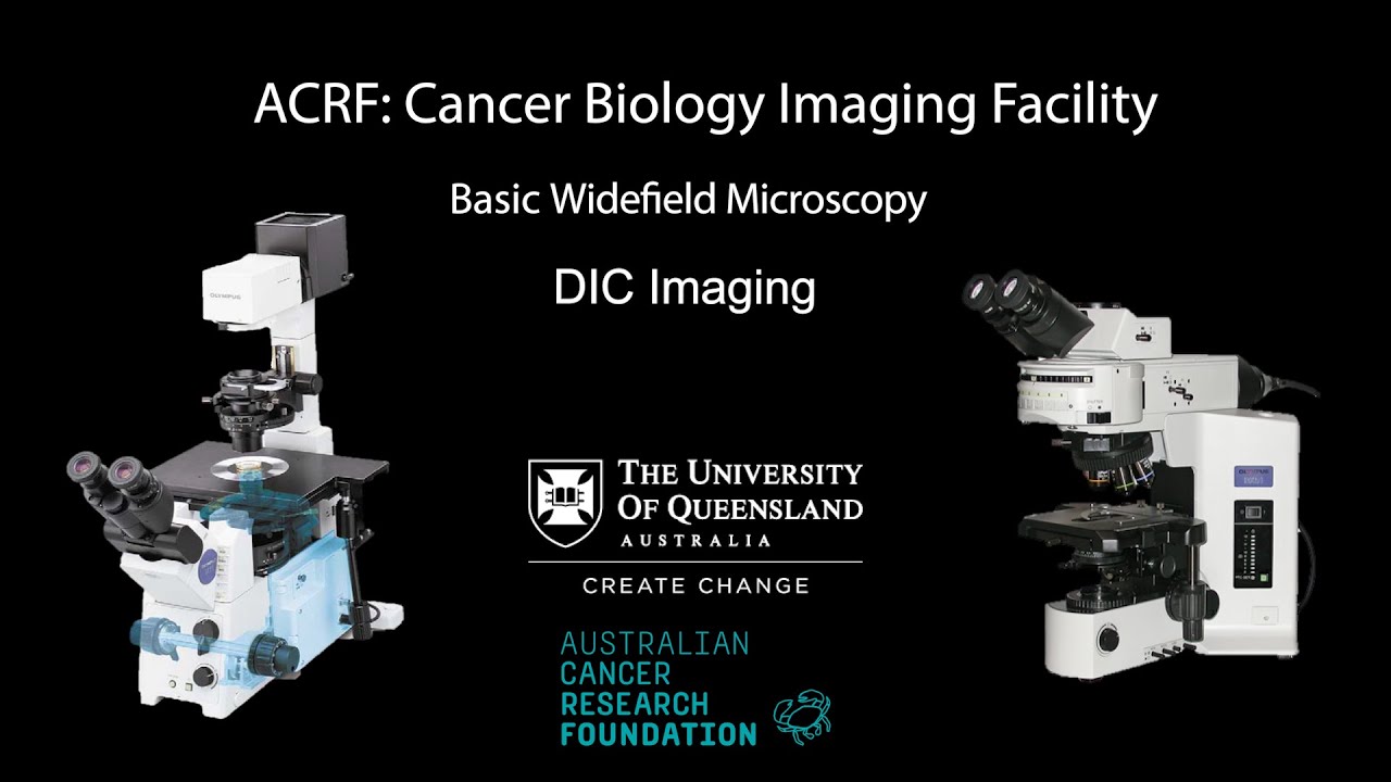 10. Widefield Microscopy Training: Differential Interference Contrast (DIC) Imaging