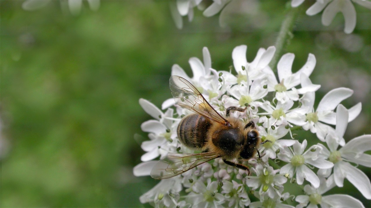 Sherwood Forest's Centre Tree bees