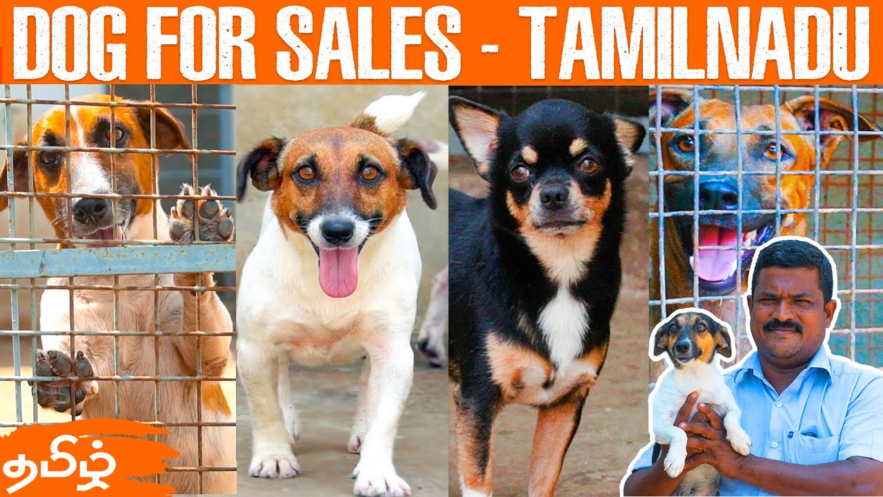 Dog For Sales | Puppys Sale | Dog Kennels in Tamilnadu | Jack Russel Terrier in tamil | Vlog Tamizha
