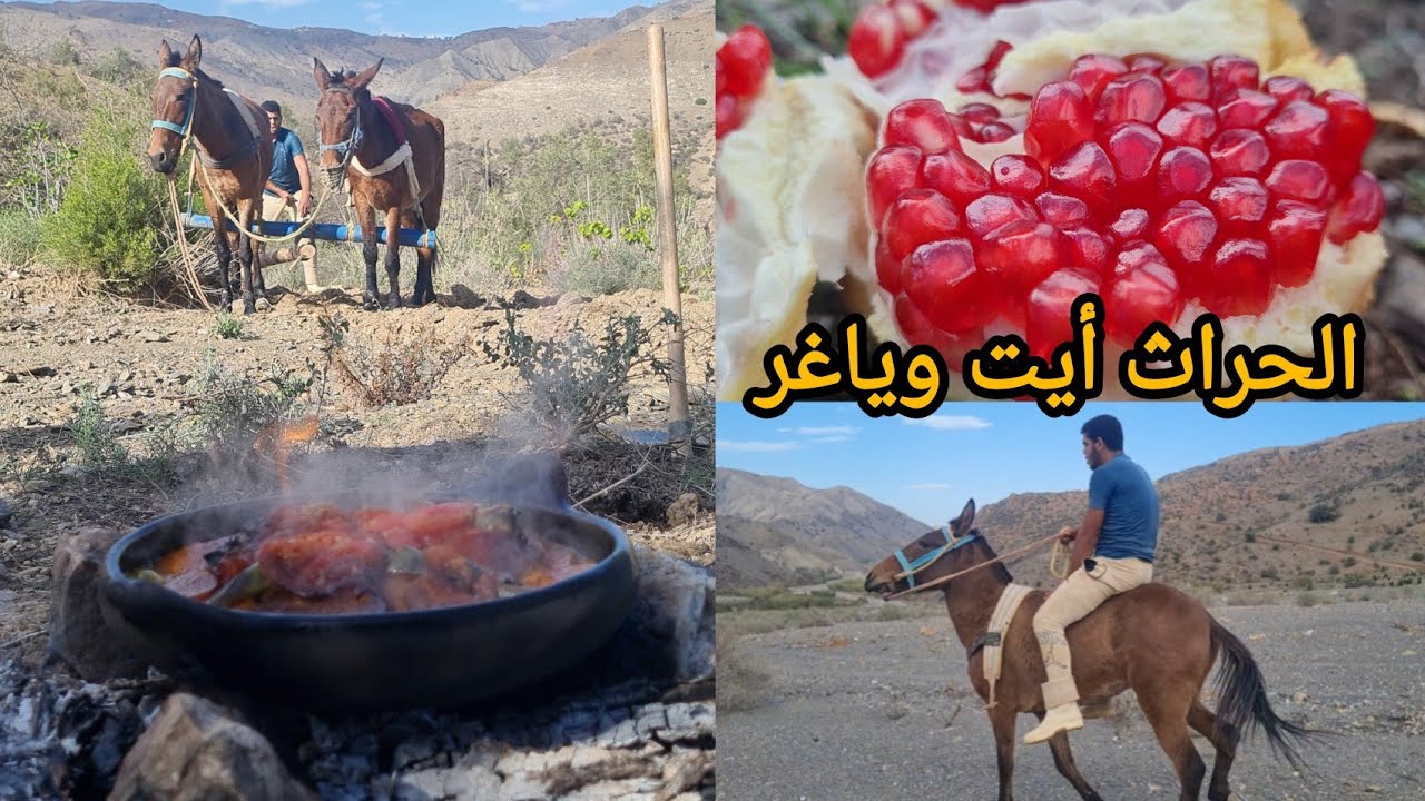 الحياة الحقيقة تبدأ من هنا موسم الحراث في أيت وياغر.. #هانت_أوشنا نواحي الحسيمة