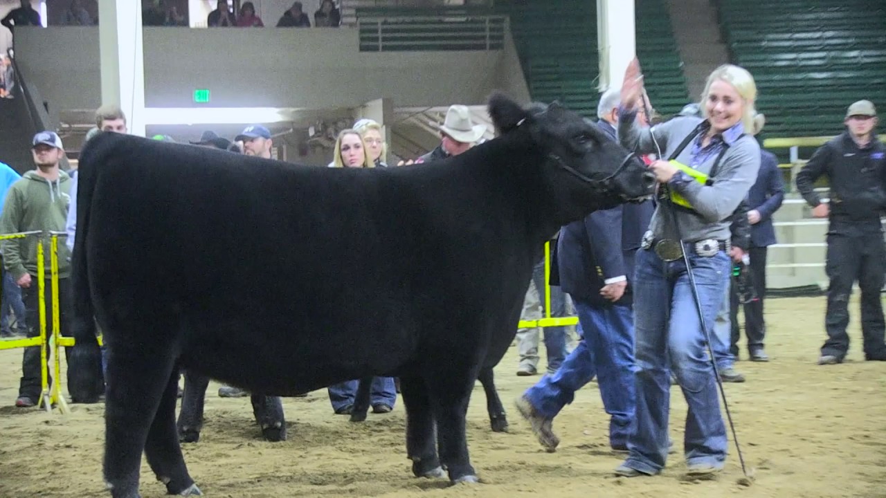 NWSS 2017: Junior Angus Heifer Show