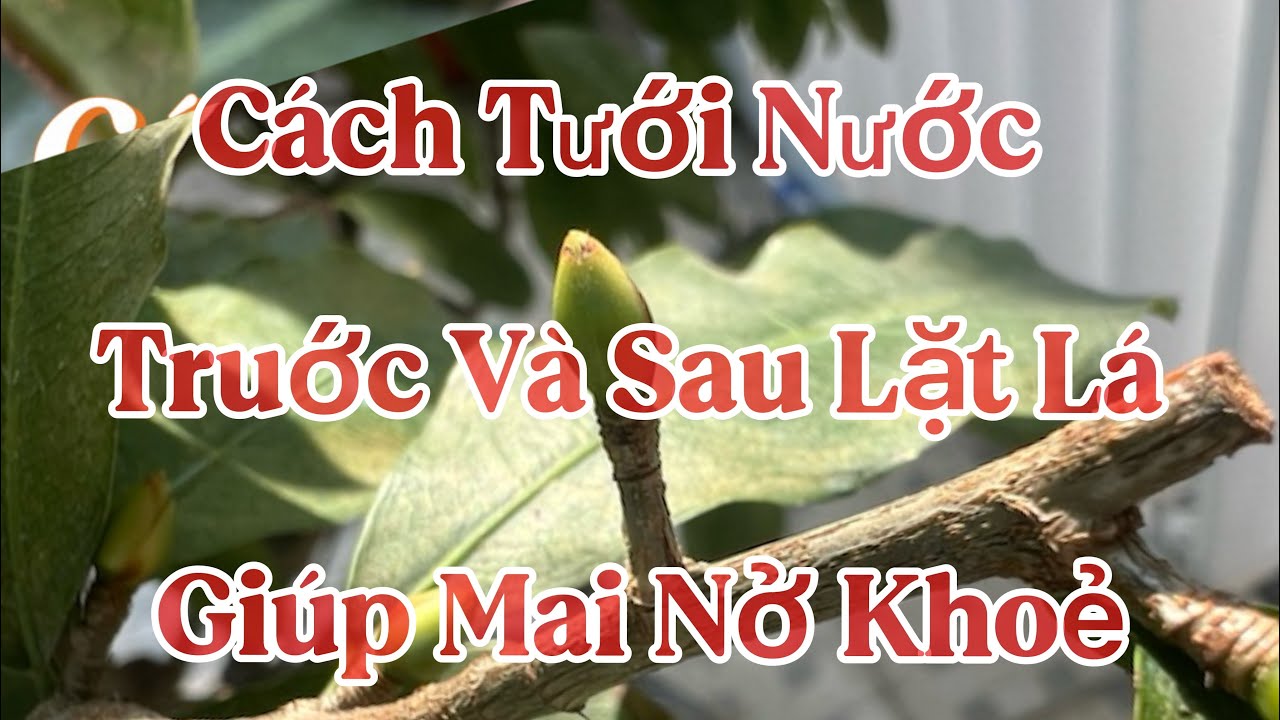 Cách Tưới Nước Trước Và Sau Lặt Lá . 