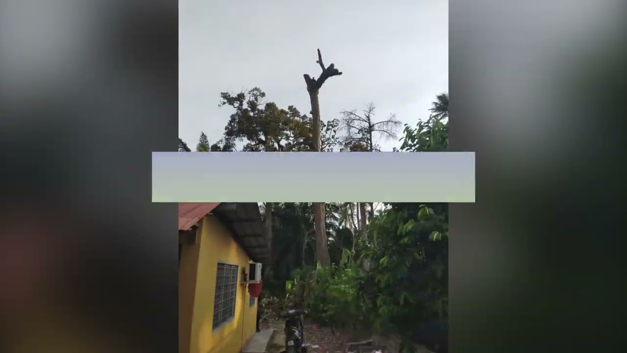 PENEBANGAN POKOK DURIAN USIA LEBIH 200 TAHUN