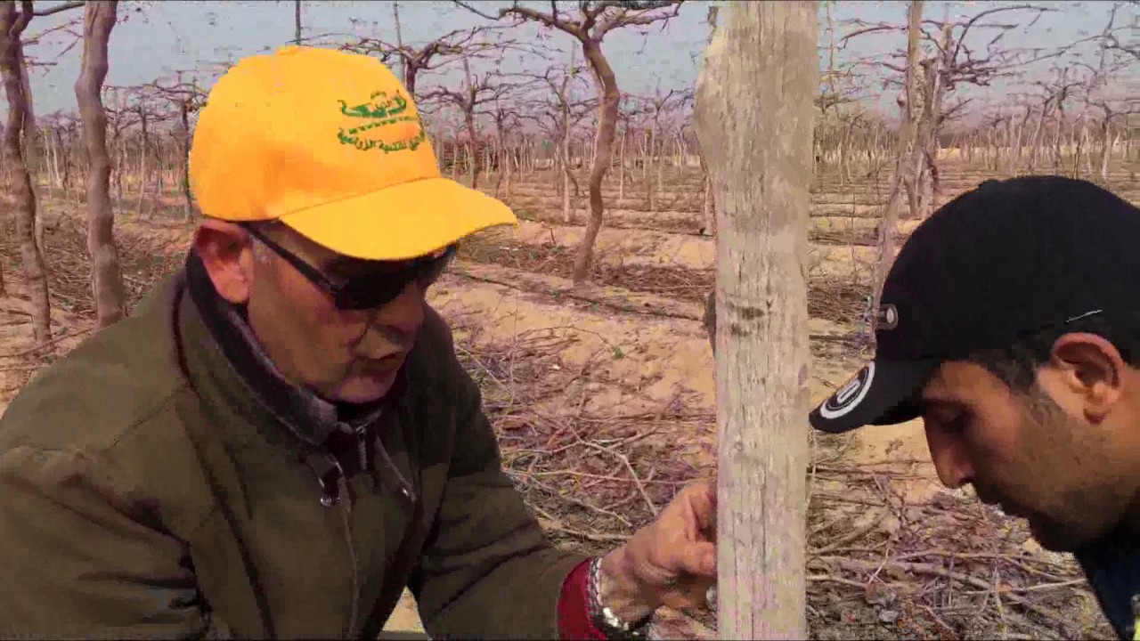 الترقيد الأرضي لشجرة العنب