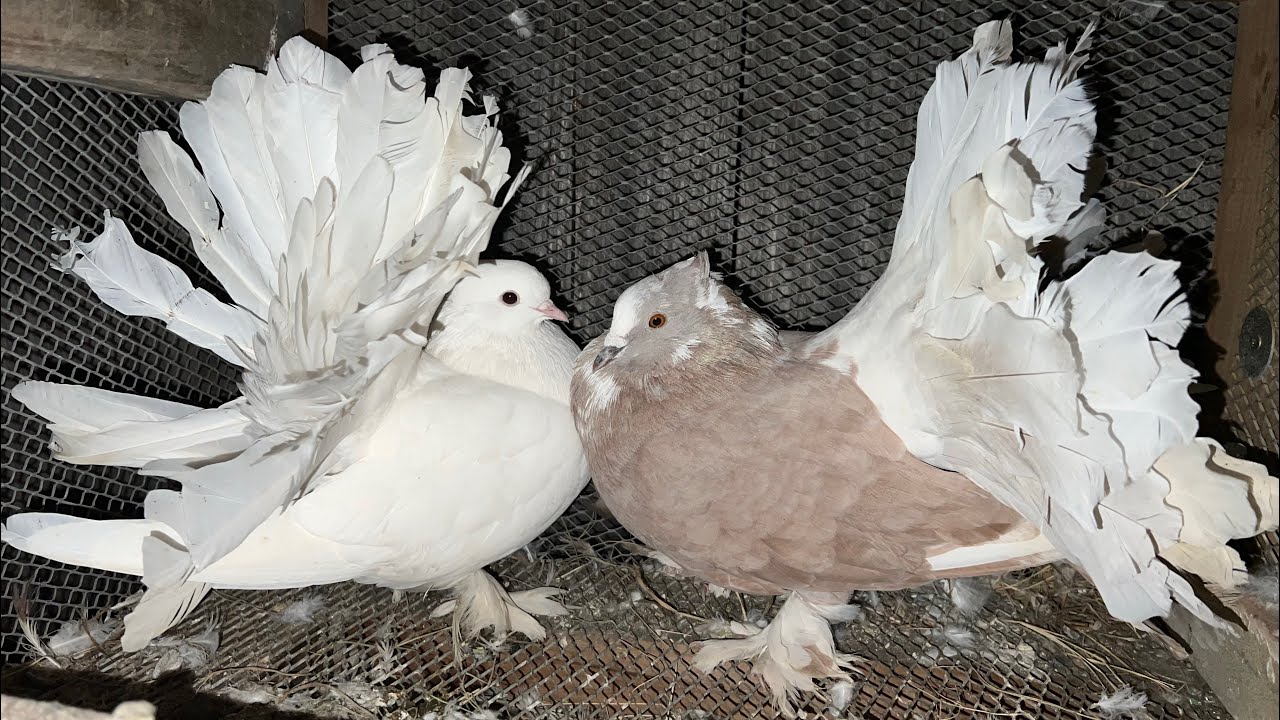 Palomas Colipavo Indio ya empezaron a poner (palomas de fantasía cola de abanicó)Nueva nidada