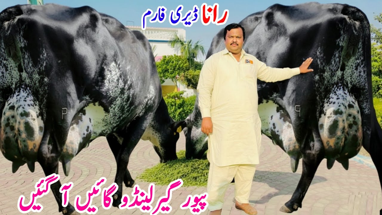 Rana Dairy Farm | Girlando Cow Farm | Cow Sale In Punjab | Cow For Sale | Pk Janwar Mandi