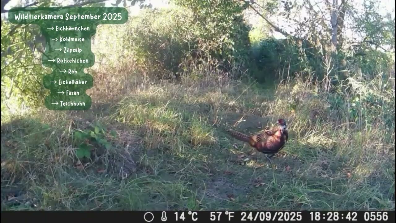 09 2025 Wildtierkamera Tag