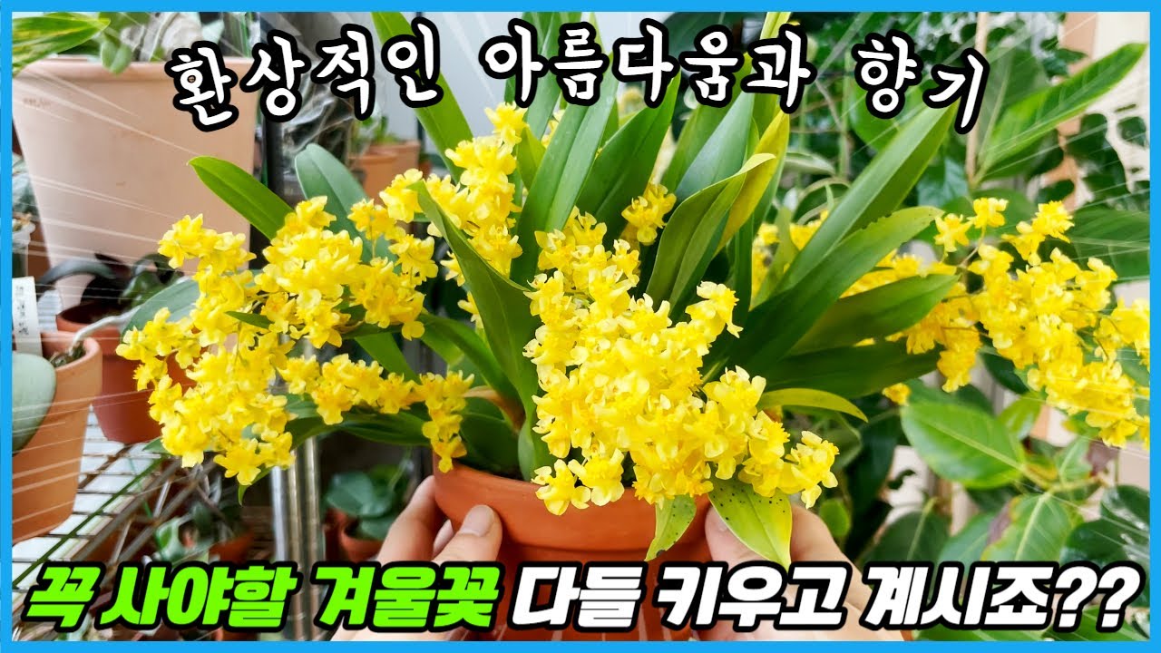 56만명이 시청한 겨울꽃!! 1년만에 초대박이 터졌습니다 ㅠㅠ