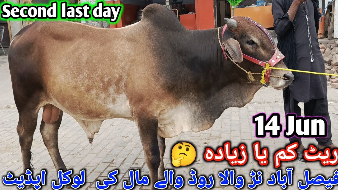 Faisalabad Cow Mandi Latest Update | local Update || 14  jun  2024 || Pardesi mandi