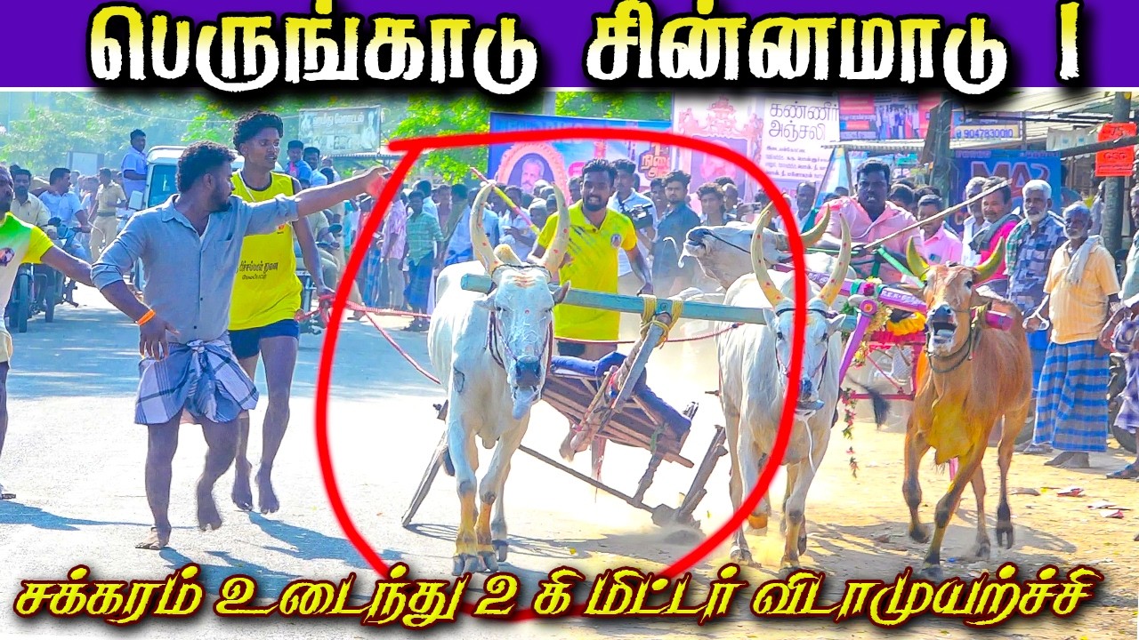 பெருங்காடு சின்னமாடு 07/03/2026 #krish_studio_kattumavadi