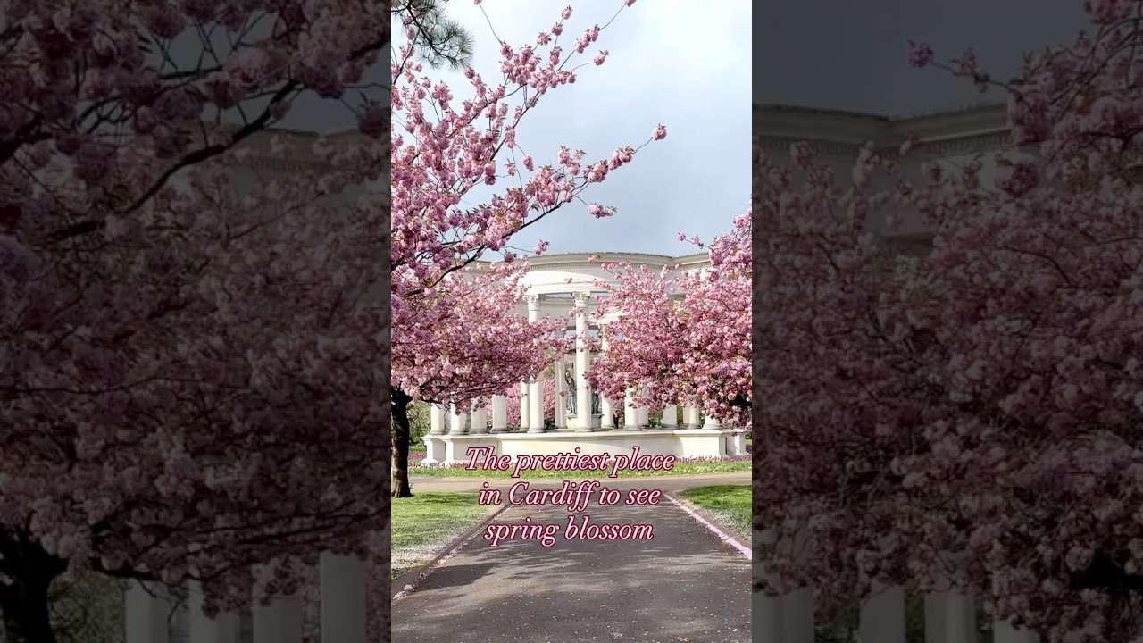 The prettiest place in #Cardiff to see the spring blossom &ndash; Alexandra Gardens in the civic centre