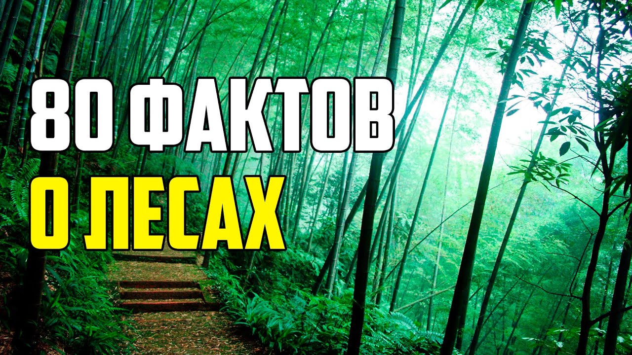 80 ИНТЕРЕСНЫХ ФАКТОВ О ЛЕСАХ