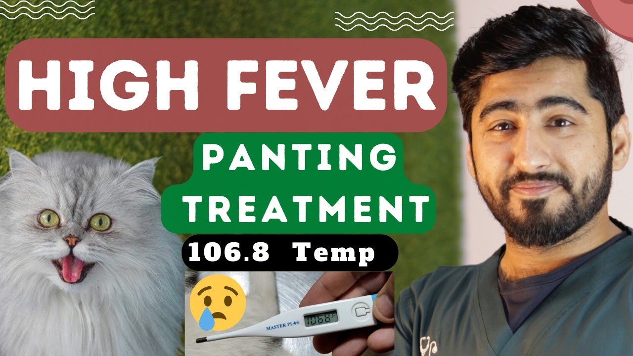 Heat Stroke & Panting in Pets || High Temperature Signs & Treatment at home || Animalia Dot Pk