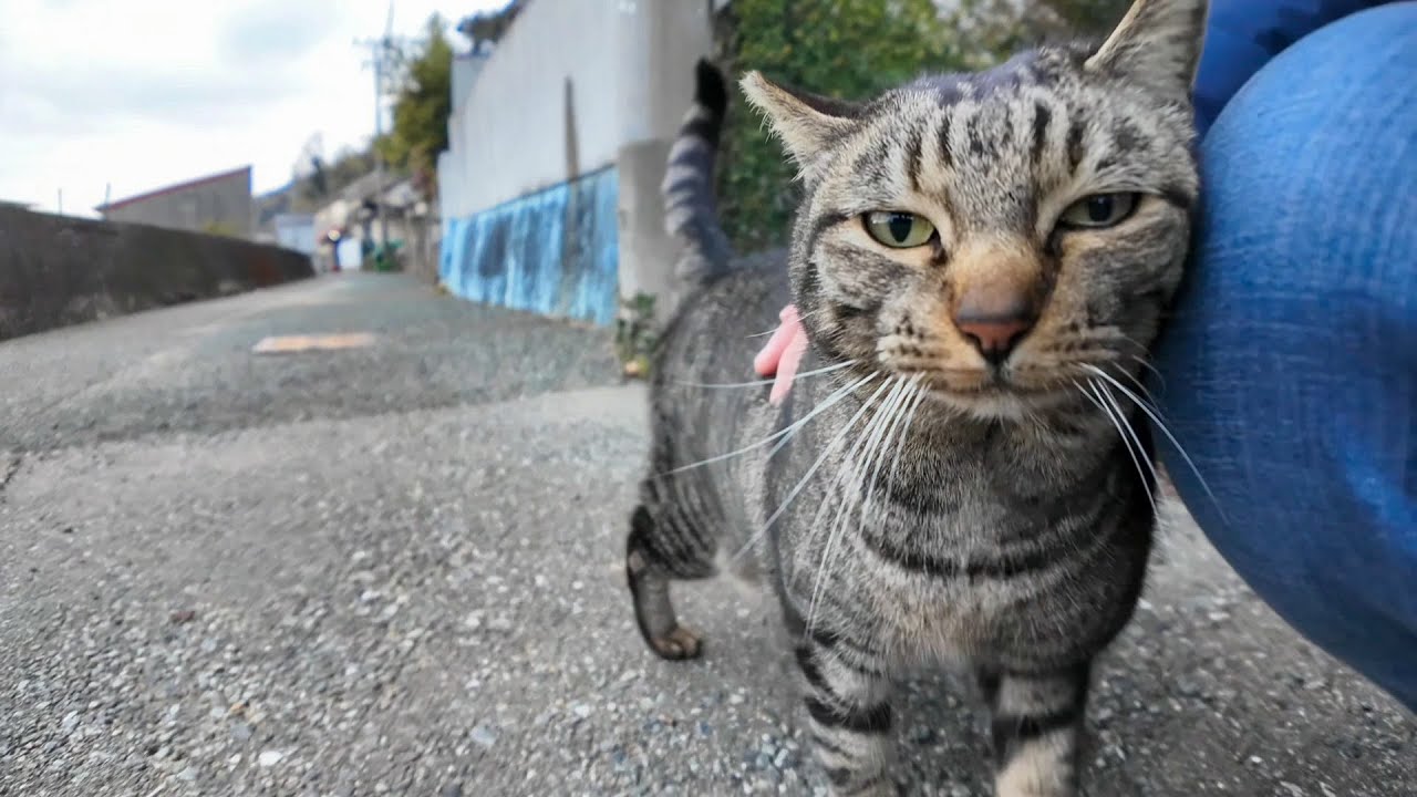 道路脇の階段にいたキジトラ猫ちゃんが甘えてきた