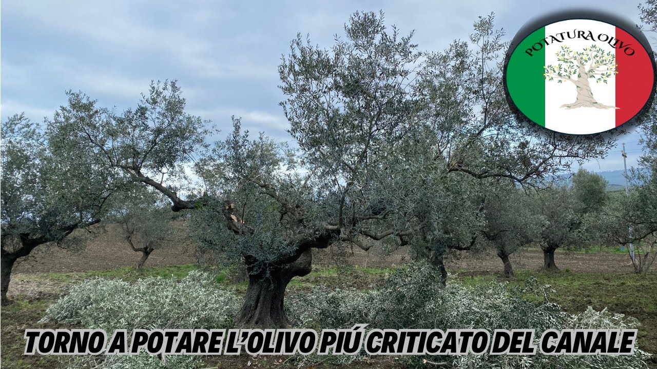 Potatura Olivo 5 (2): torno a potare l’olivo più criticato del canale 