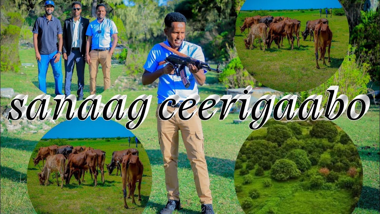 waxaad layaabto oo lagu arkay Ceerigaabo somaliland .