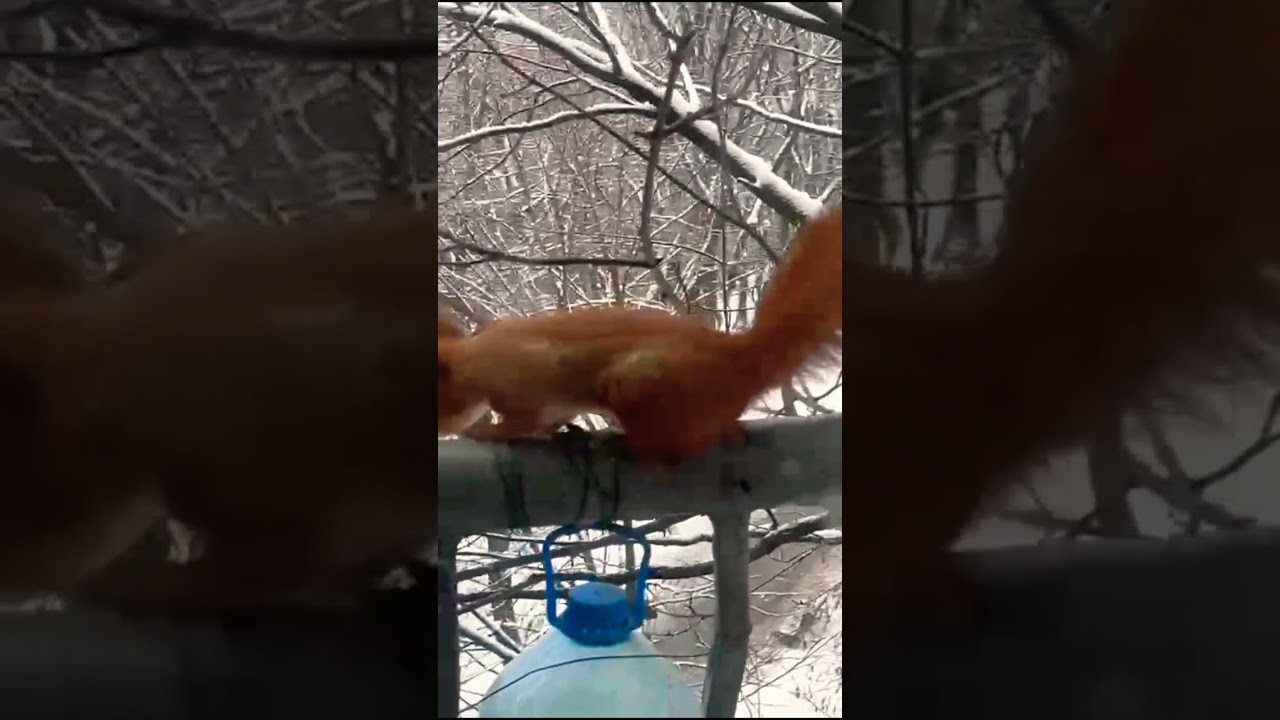 #FunnyVideos #RelaxingVideo #CuteShorts #FunnyShorts #Funny #sweet