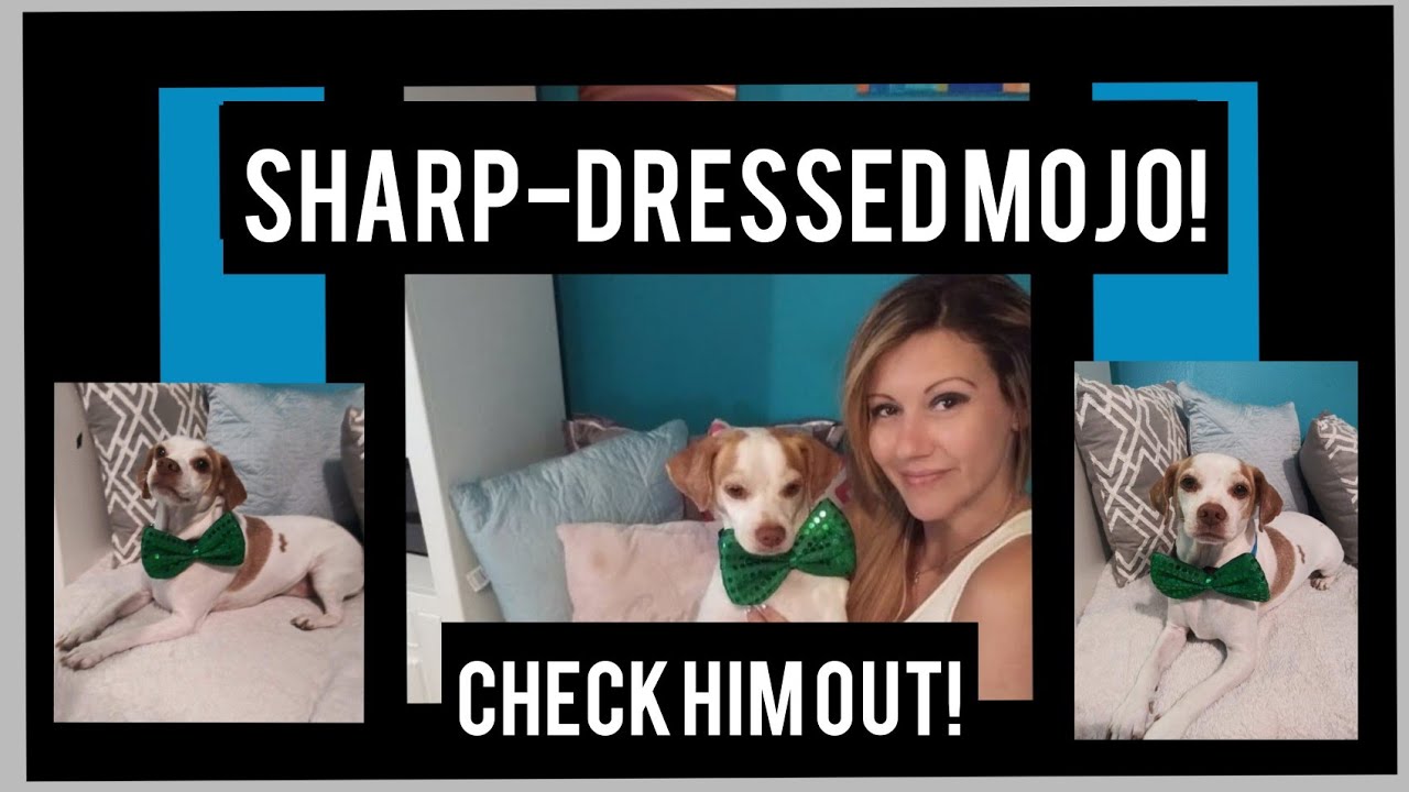 DIY PET ACCESSORY, SHORT & SWEET DIY FUN!!