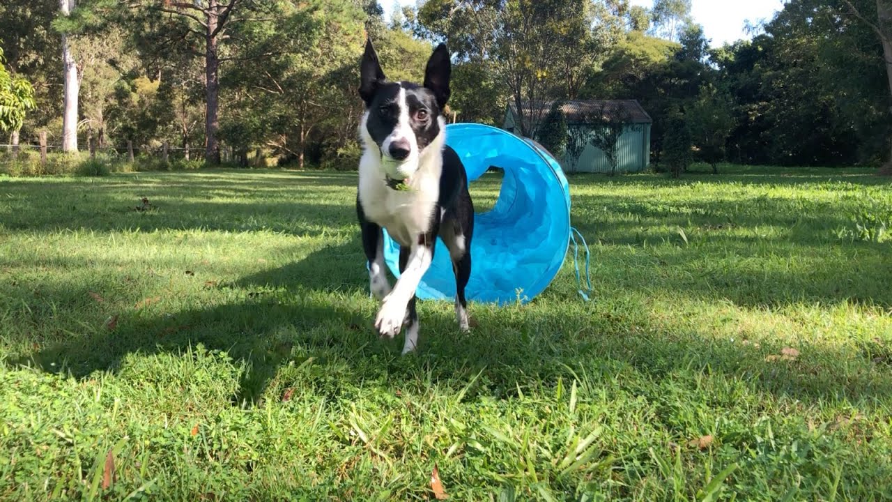 Smooth Coat Border Collie | Short Haired Border Collie | Border Collie | Lota Dog Park