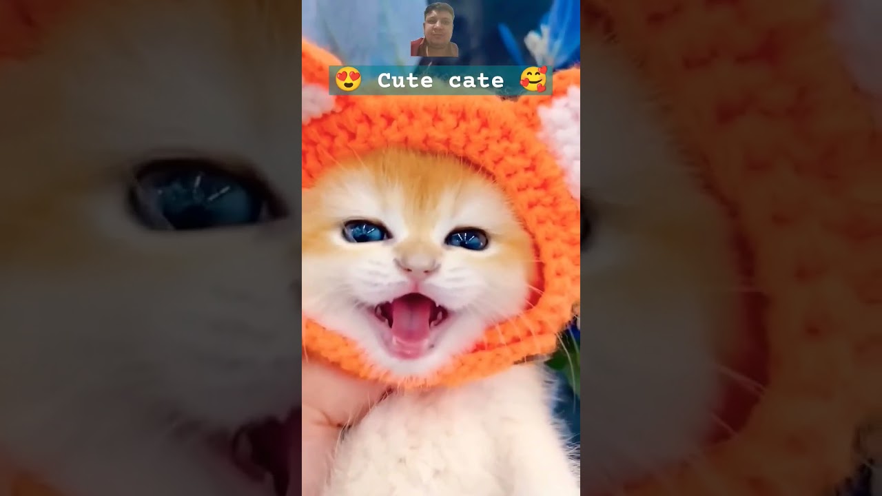 Cute cate l cate cuteness 