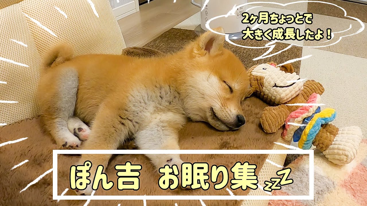 【豆柴】ぽん吉の寝姿で5ヶ月までの成長を振り返りました【＃14】