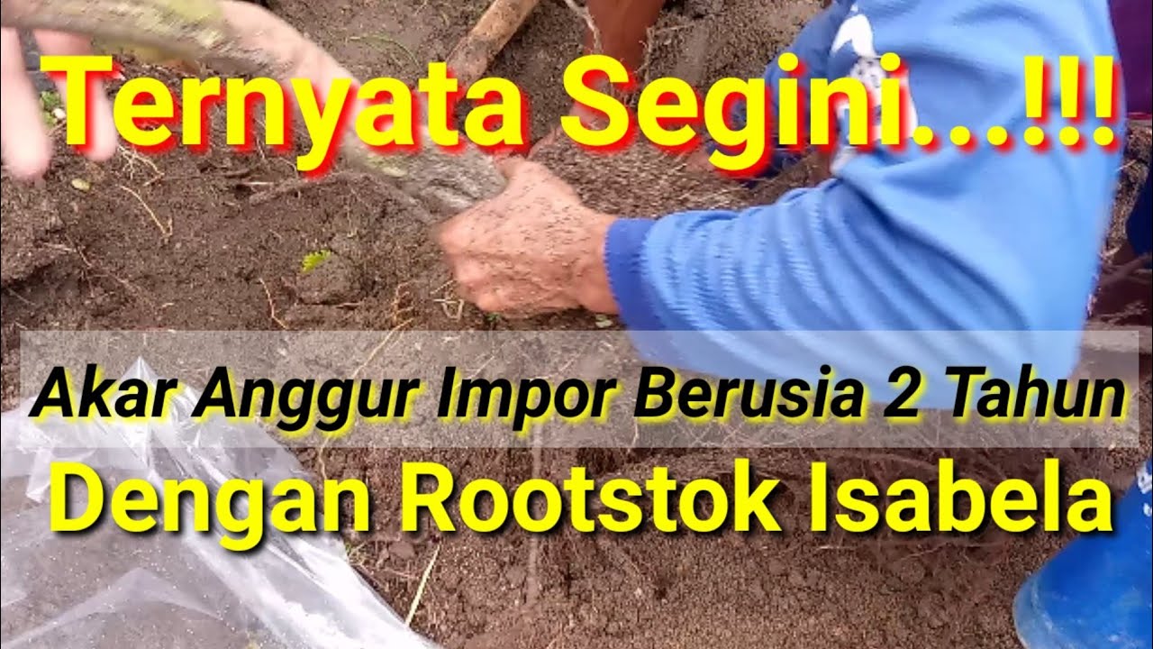 Melihat Proses Pendongkelan Pohon Anggur Berusia 2 Tahun