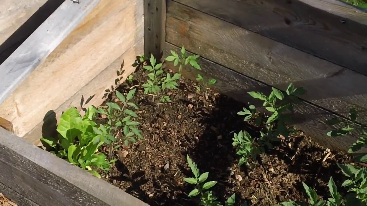 Growing Tomatoes in a Cold Climate