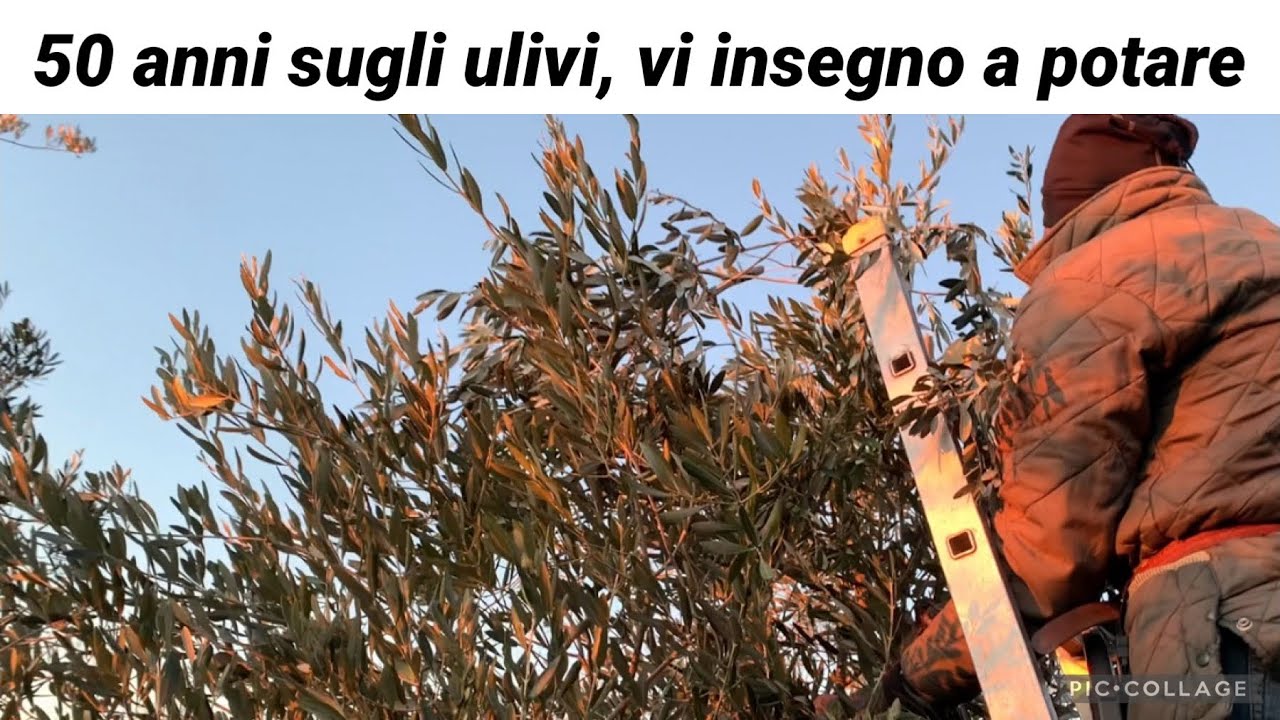 Corso di potatura olivo, la tecnica di alleggerimento e sbassamento del maestro